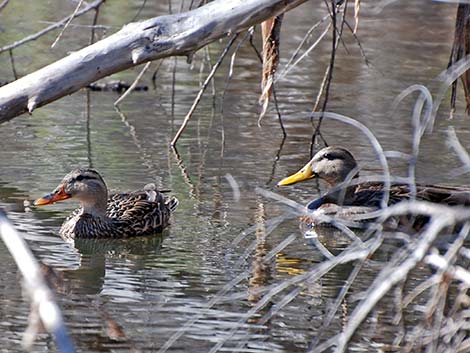 Mexican Duck (Anas diazi)