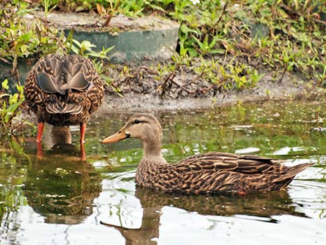 Mottled Duck (Anas fulvigula)