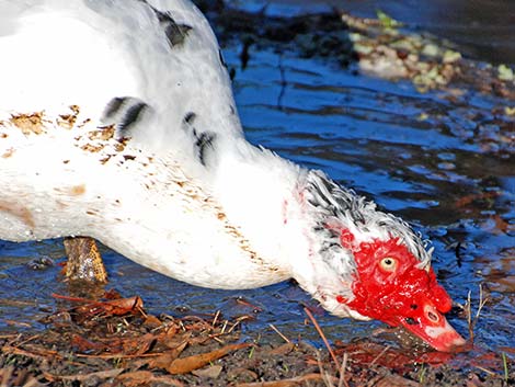 Muscovy Duck (Cairina moschata)