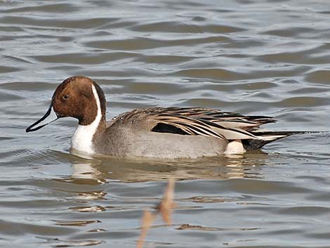 Northern Pintail (Anas acuta)