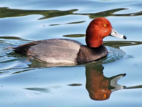 Redhead (Aythya americana)