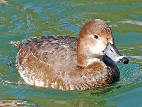 Redhead (Aythya americana)