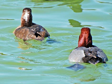 Redhead (Aythya americana)