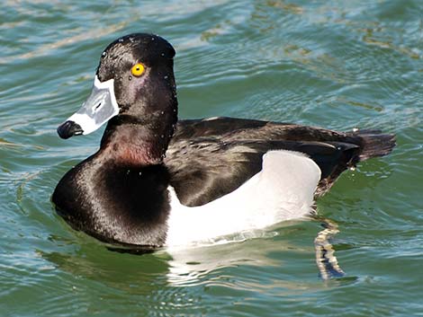 Ring-necked Duck (Aythya collaris)