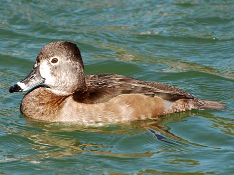 Ring-necked Duck (Aythya collaris)