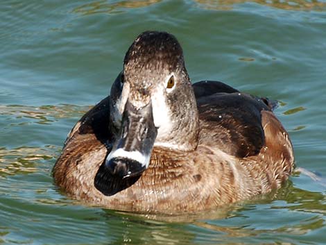 Ring-necked Duck (Aythya collaris)