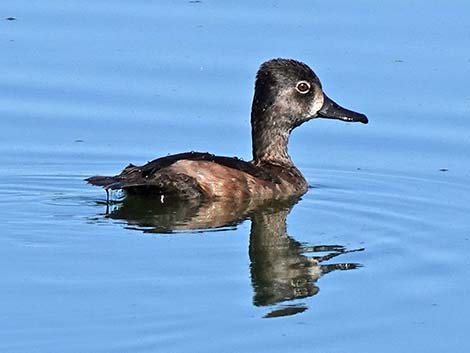 Ring-necked Duck (Aythya collaris)