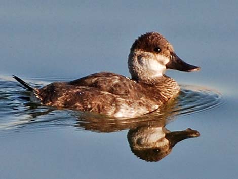 Ruddy Duck (Oxyura jamaicensis)