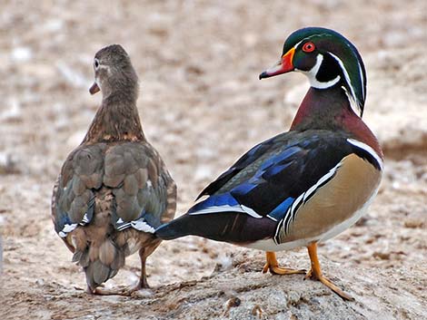 Wood Duck (Aix sponsa)