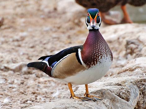 Wood Duck (Aix sponsa)