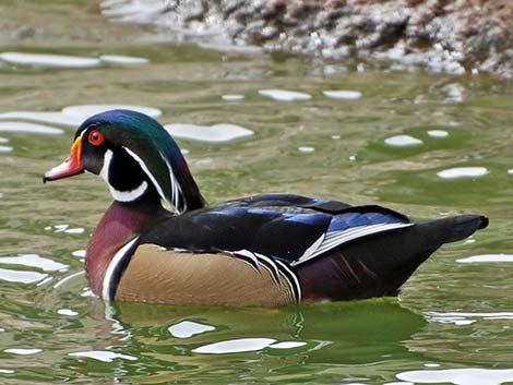 Wood Duck (Aix sponsa)