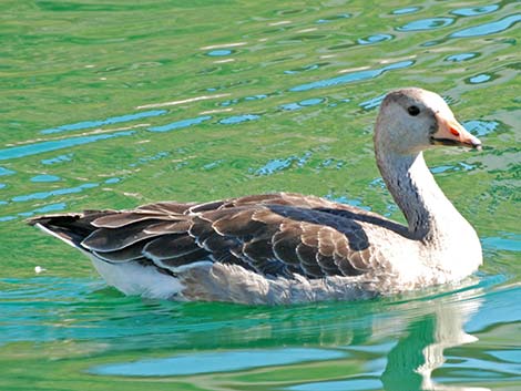 Barnyard Geese (Anser domesticus)