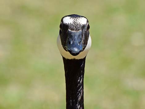 Canada Goose (Branta canadensis)