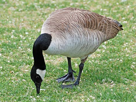 Canada Goose (Branta canadensis)