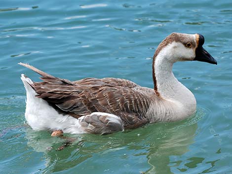 Chinese Goose (Anser cygnoides)