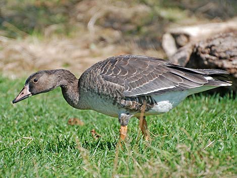 Greater White-fronted Goose (Anser albifrons)