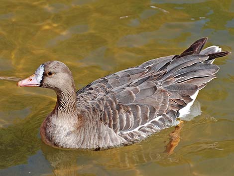 Greater White-fronted Goose (Anser albifrons)