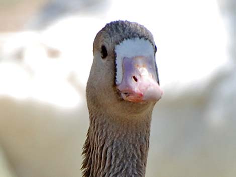 Greater White-fronted Goose