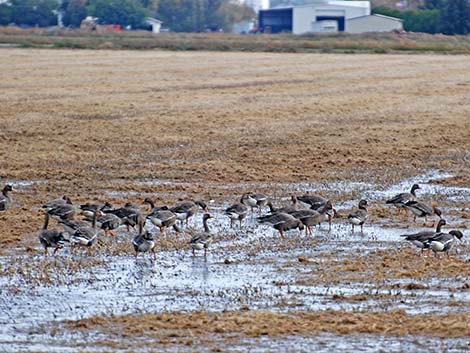 Greater White-fronted Goose (Anser albifrons)