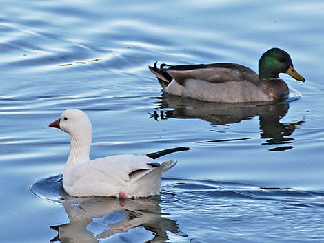 Ross' Goose (Chen rossii)