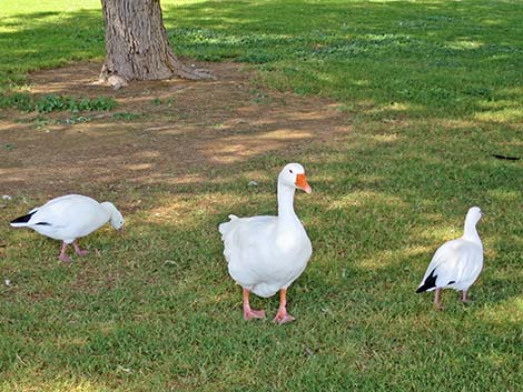 Ross' Goose (Chen rossii)