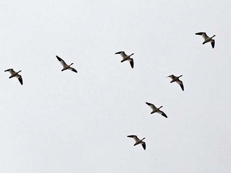 Snow Goose (Chen caerulescens)