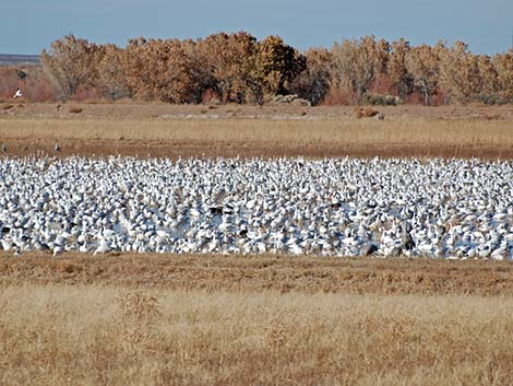 Snow Goose (Chen caerulescens)