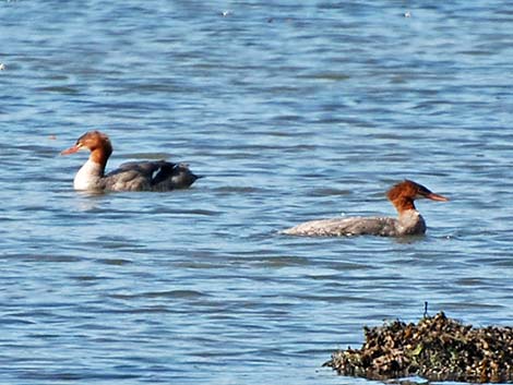 Common Merganser (Mergus merganser)