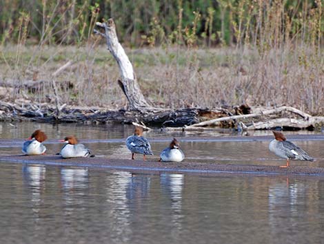 Common Merganser (Mergus merganser)