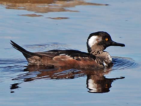 Hooded Merganser (Lophodytes cucullatus)