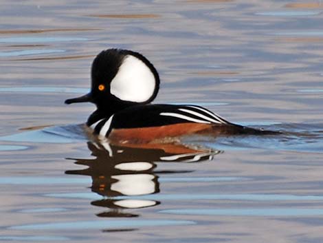 Hooded Merganser (Lophodytes cucullatus)