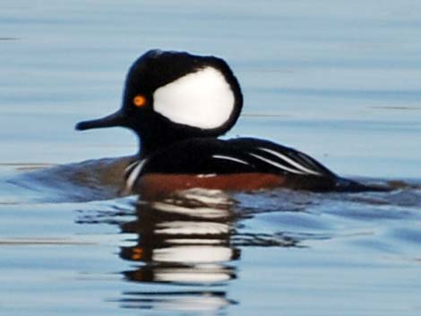 Hooded Merganser (Lophodytes cucullatus)