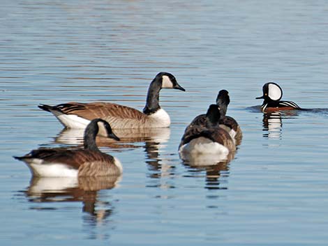 Hooded Merganser (Lophodytes cucullatus)