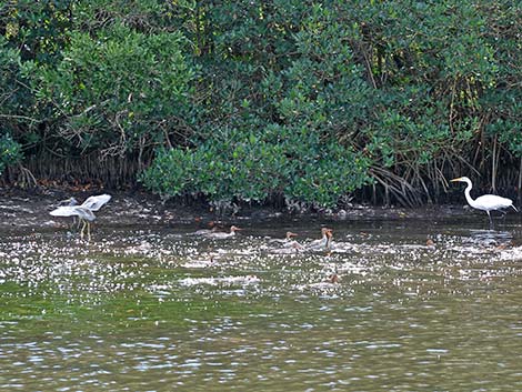 Red-breasted Merganser (Mergus serrator)