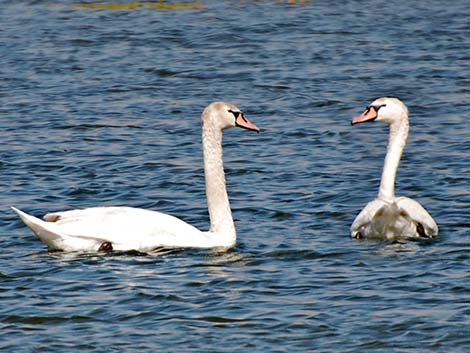 Mute Swan (Cygnus olor)