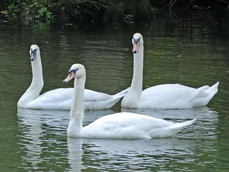 Mute Swan (Cygnus olor)