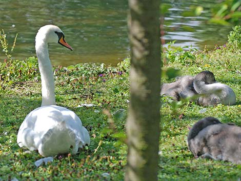 Mute Swan (Cygnus olor)