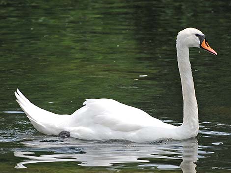 Mute Swan (Cygnus olor)