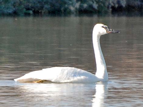 Trumpeter Swan (Cygnus buccinator)