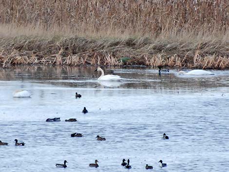 Tundra Swan (Cygnus columbianus)