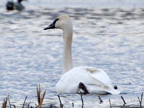 Tundra Swan (Cygnus columbianus)