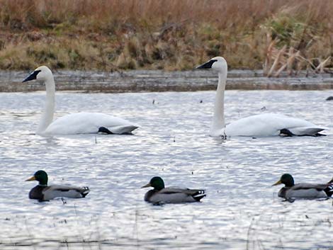 Tundra Swan (Cygnus columbianus)