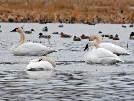 Tundra Swan (Cygnus columbianus)