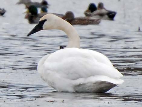 Tundra Swan (Cygnus columbianus)