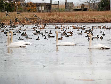 Tundra Swan (Cygnus columbianus)