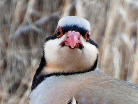 Chukar (Alectoris chukar)