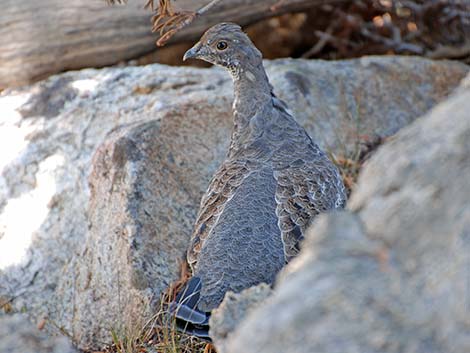 Dusky Grouse (Dendragapus obscurus)