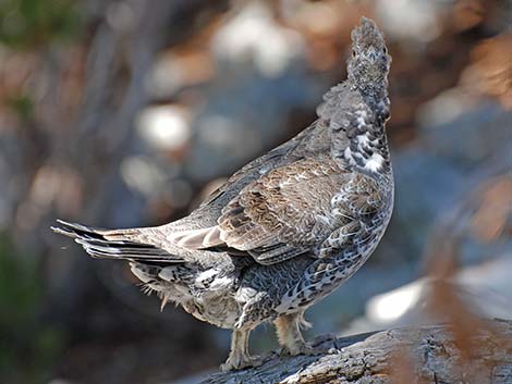 Dusky Grouse (Dendragapus obscurus)