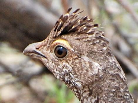 Dusky Grouse (Dendragapus obscurus)