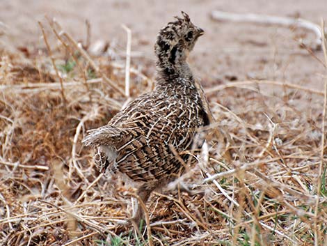 Dusky Grouse (Dendragapus obscurus)